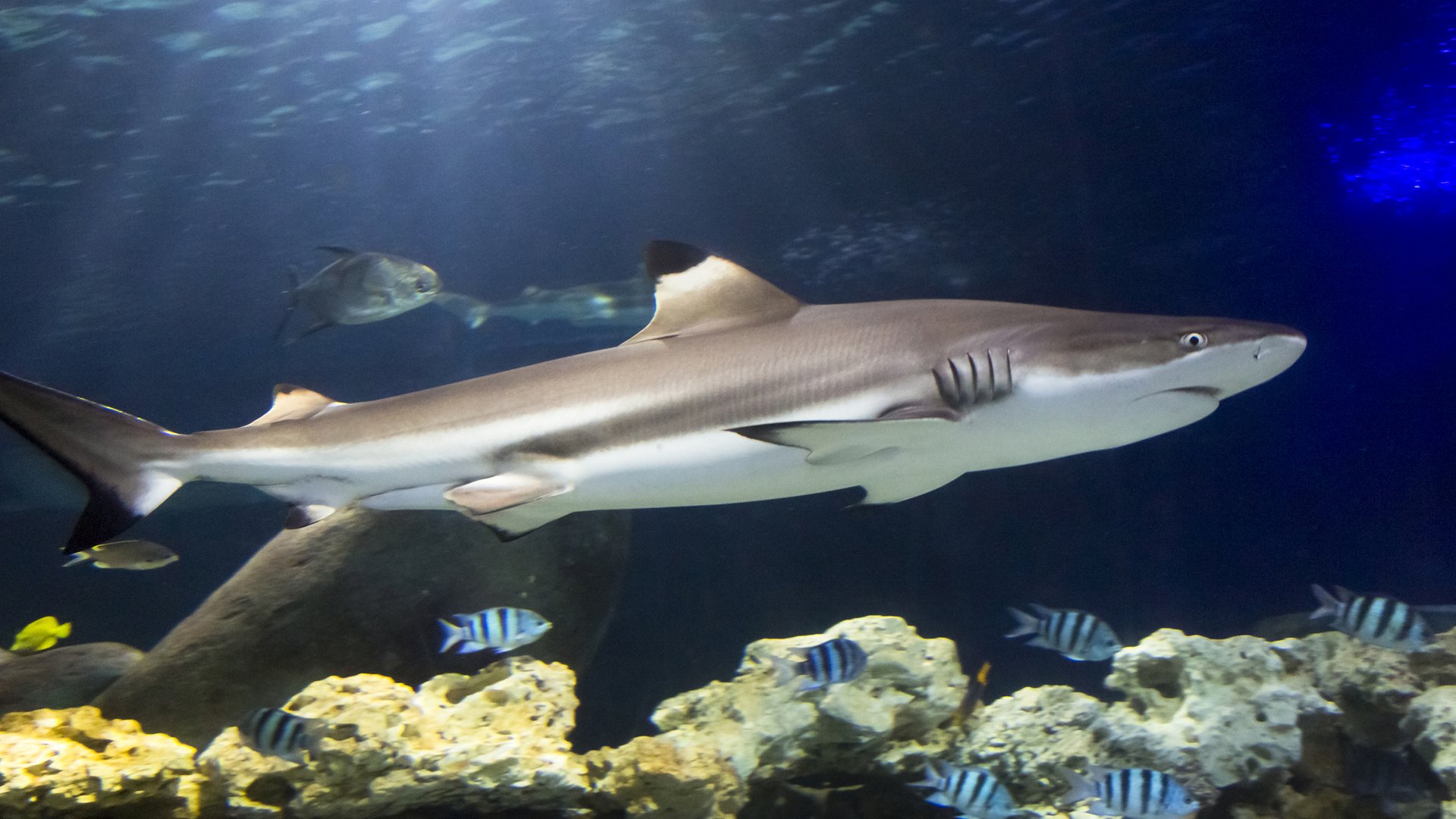 ADAC Trips App & Ausflugstipps